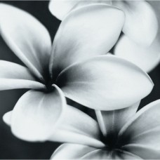 Плитка Opoczno Pret-a-Porter Flower Grey Composition декор 10×750×750
